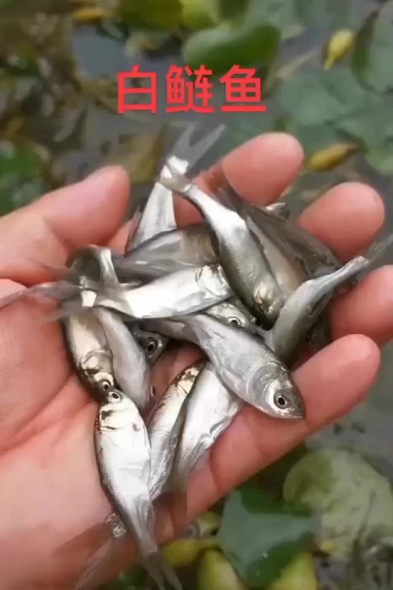 桂鱼苗批发，量大优惠，支持全国发货，大小都有