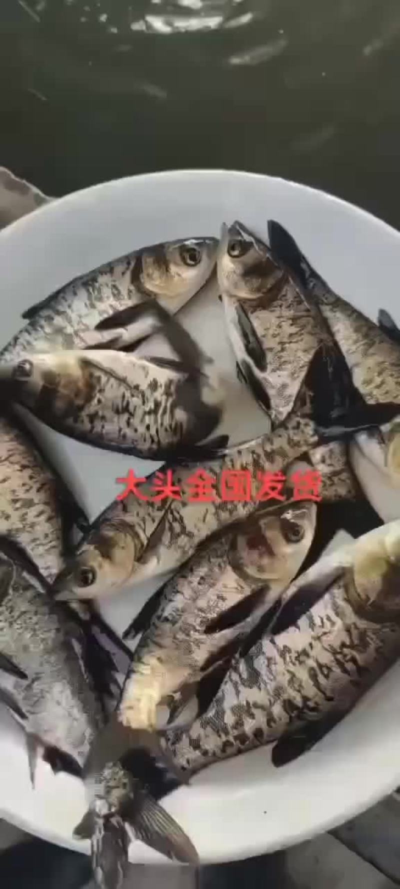 桂鱼苗批发，量大优惠，支持全国发货，大小都有