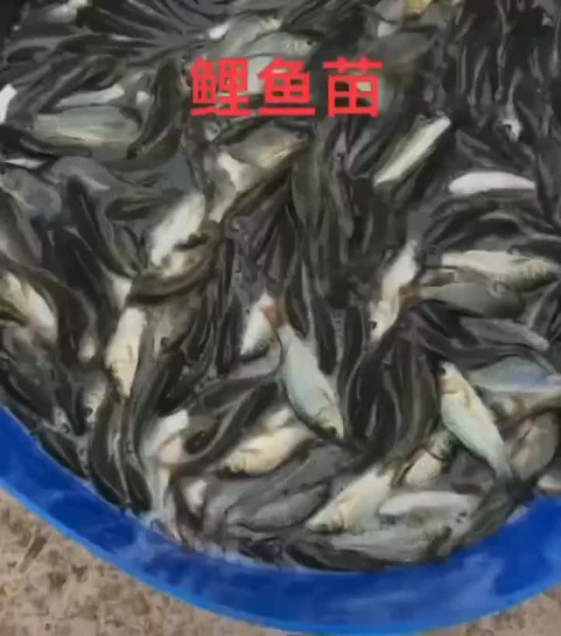 桂鱼苗批发，量大优惠，支持全国发货，大小都有