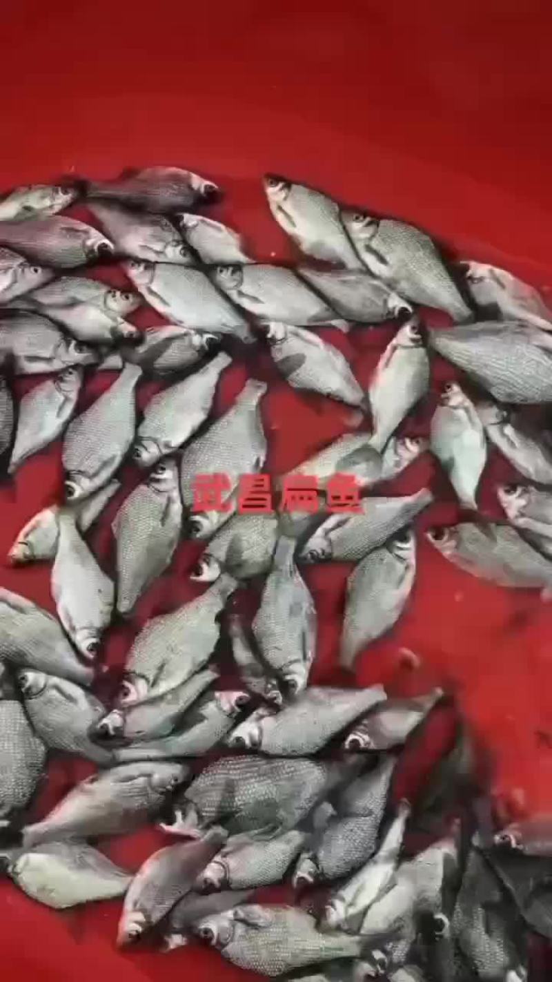 桂鱼苗批发，量大优惠，支持全国发货，大小都有