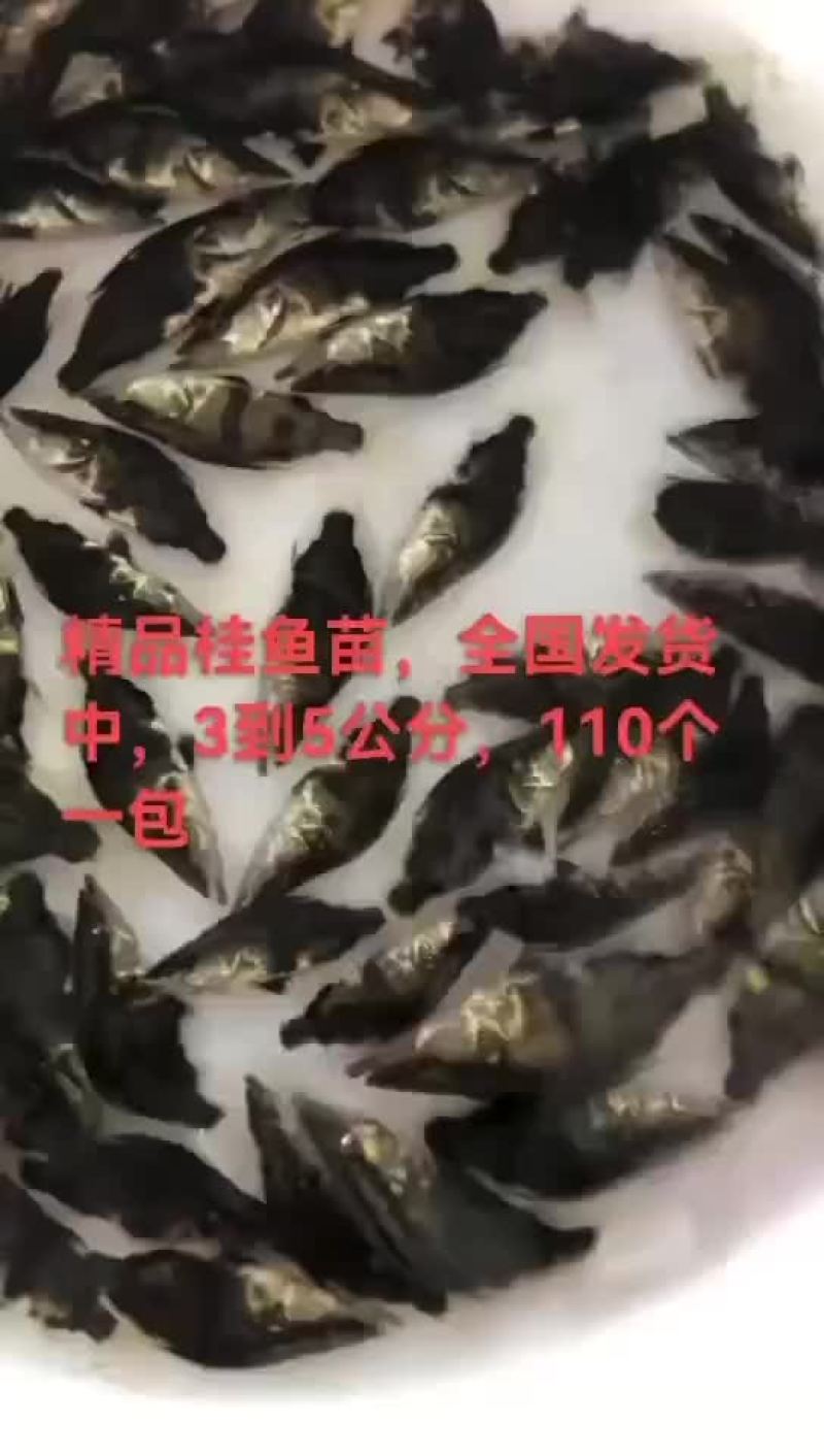 桂鱼苗批发，量大优惠，支持全国发货，大小都有