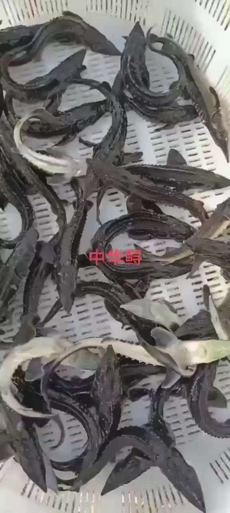 桂鱼苗批发，量大优惠，支持全国发货，大小都有