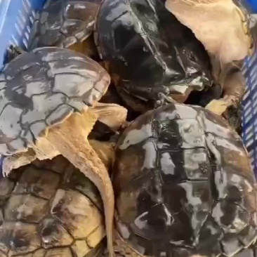 鳄鱼龟外塘养殖，品质保证，支持全国发货，大小规格都有