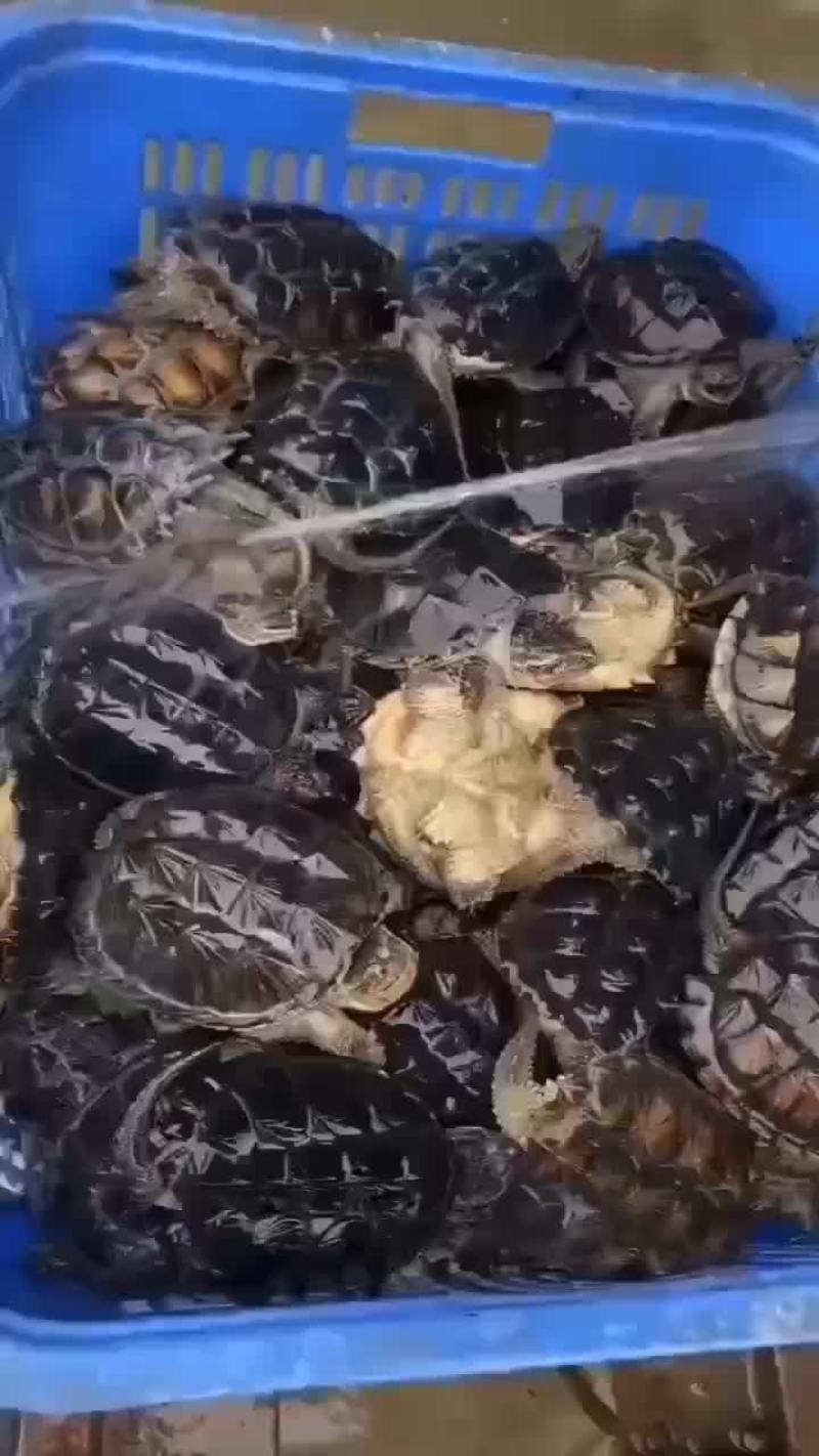 鳄鱼龟外塘养殖，品质保证，支持全国发货，大小规格都有