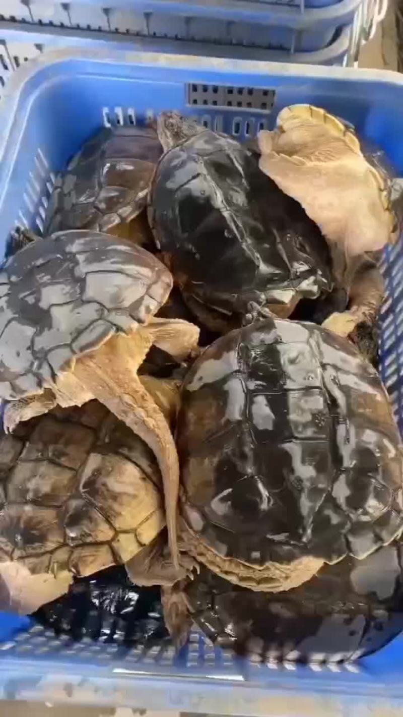 鳄鱼龟外塘养殖，品质保证，支持全国发货，大小规格都有