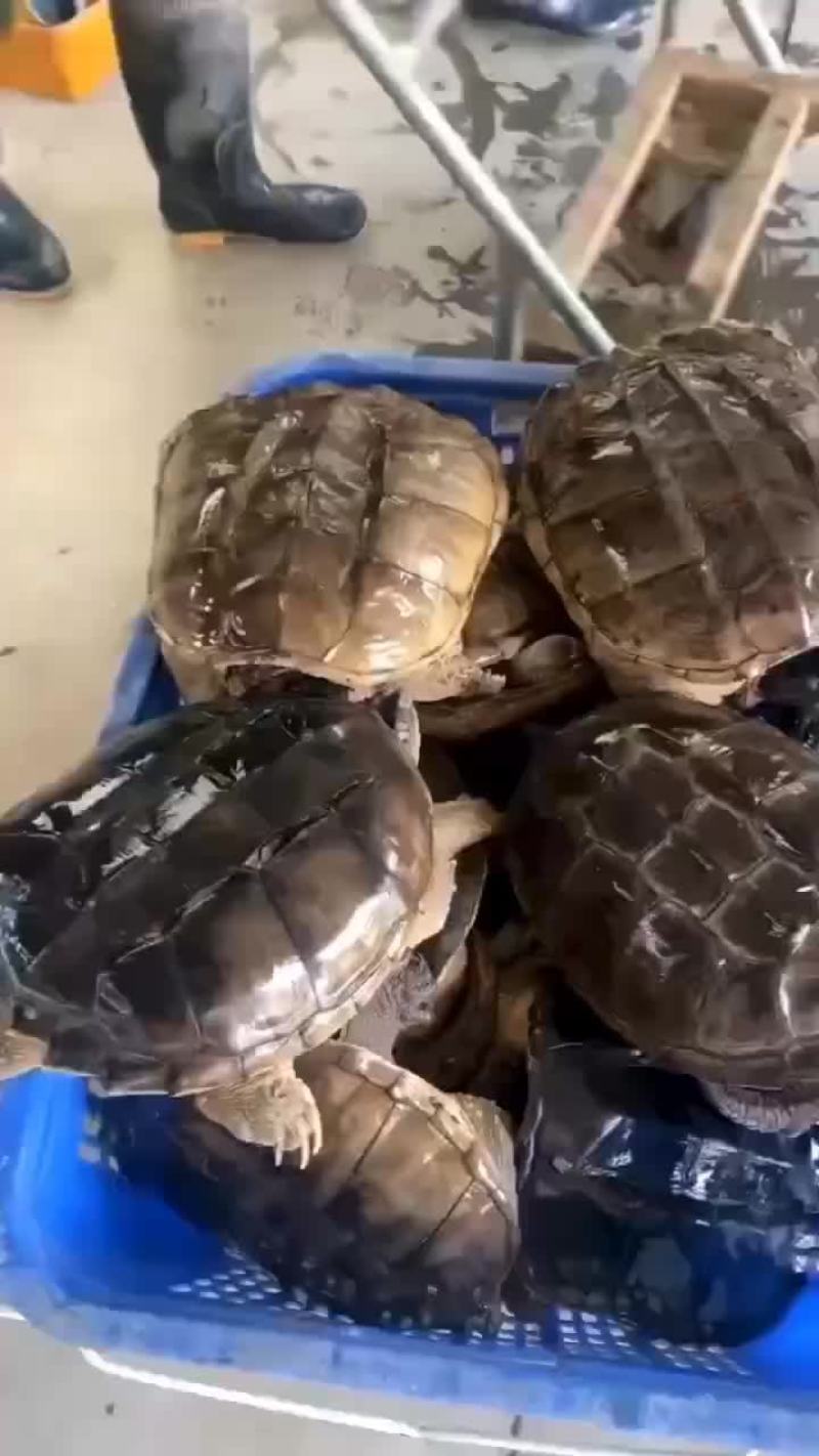 鳄鱼龟外塘养殖，品质保证，支持全国发货，大小规格都有