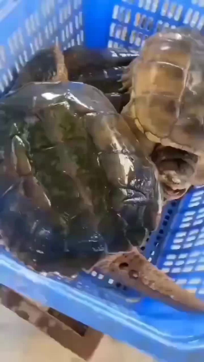鳄鱼龟外塘养殖，品质保证，支持全国发货，大小规格都有