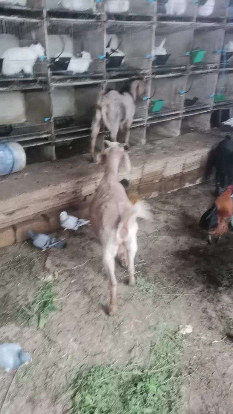 黑山羊种羊