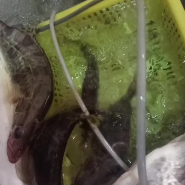 大眼桂鱼
