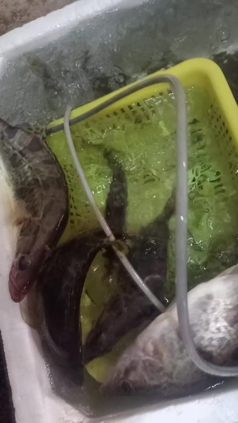 大眼桂鱼