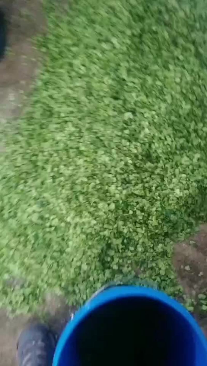 榆钱新鲜好货