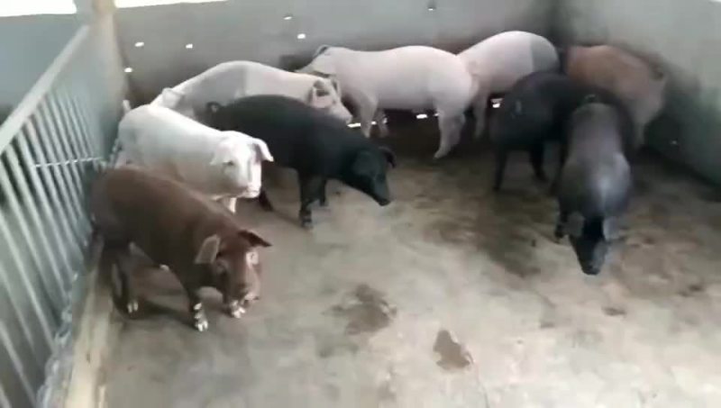 大猪场40斤左右三杂猪苗