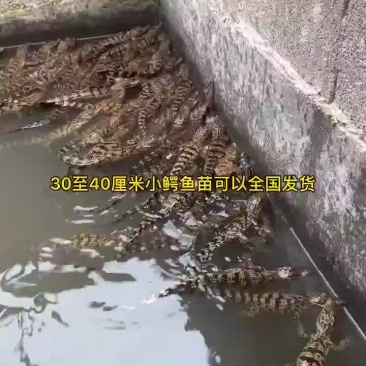 宠物鳄鱼苗全国发货，包邮包活到家，三条起发