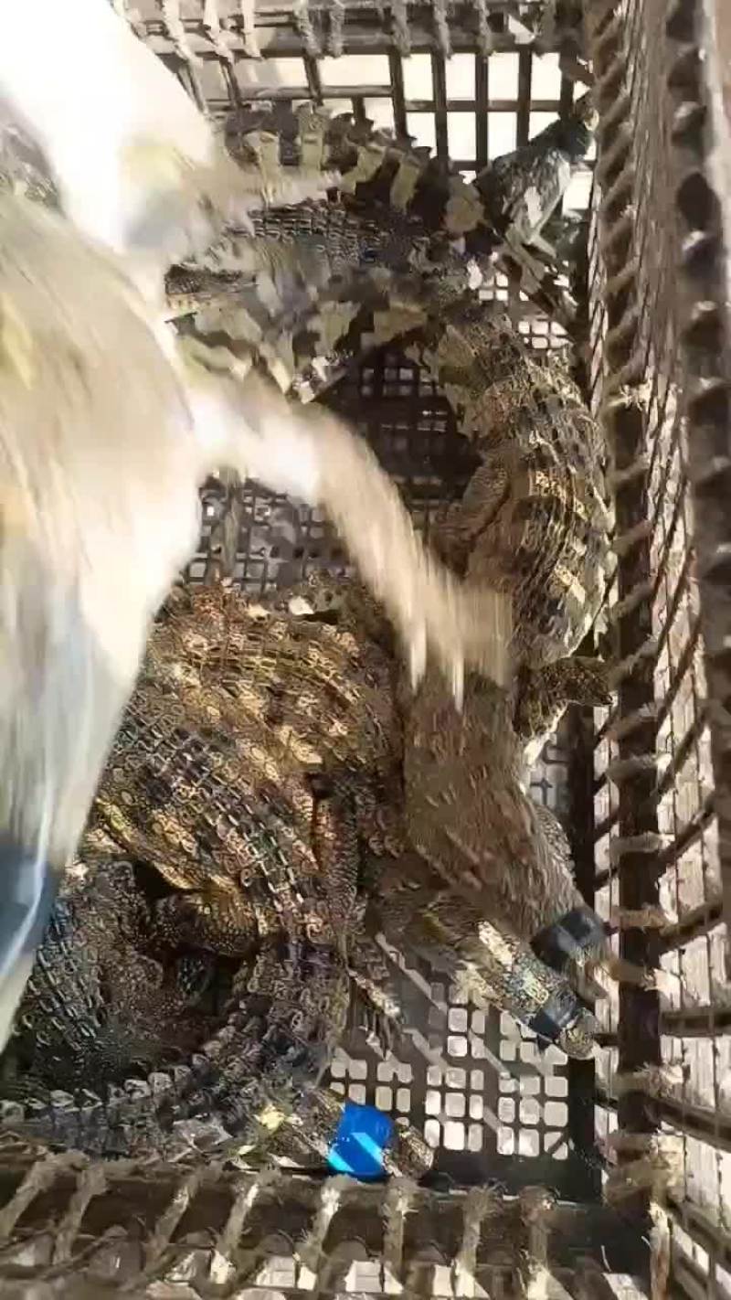 宠物鳄鱼苗全国发货，包邮包活到家，三条起发