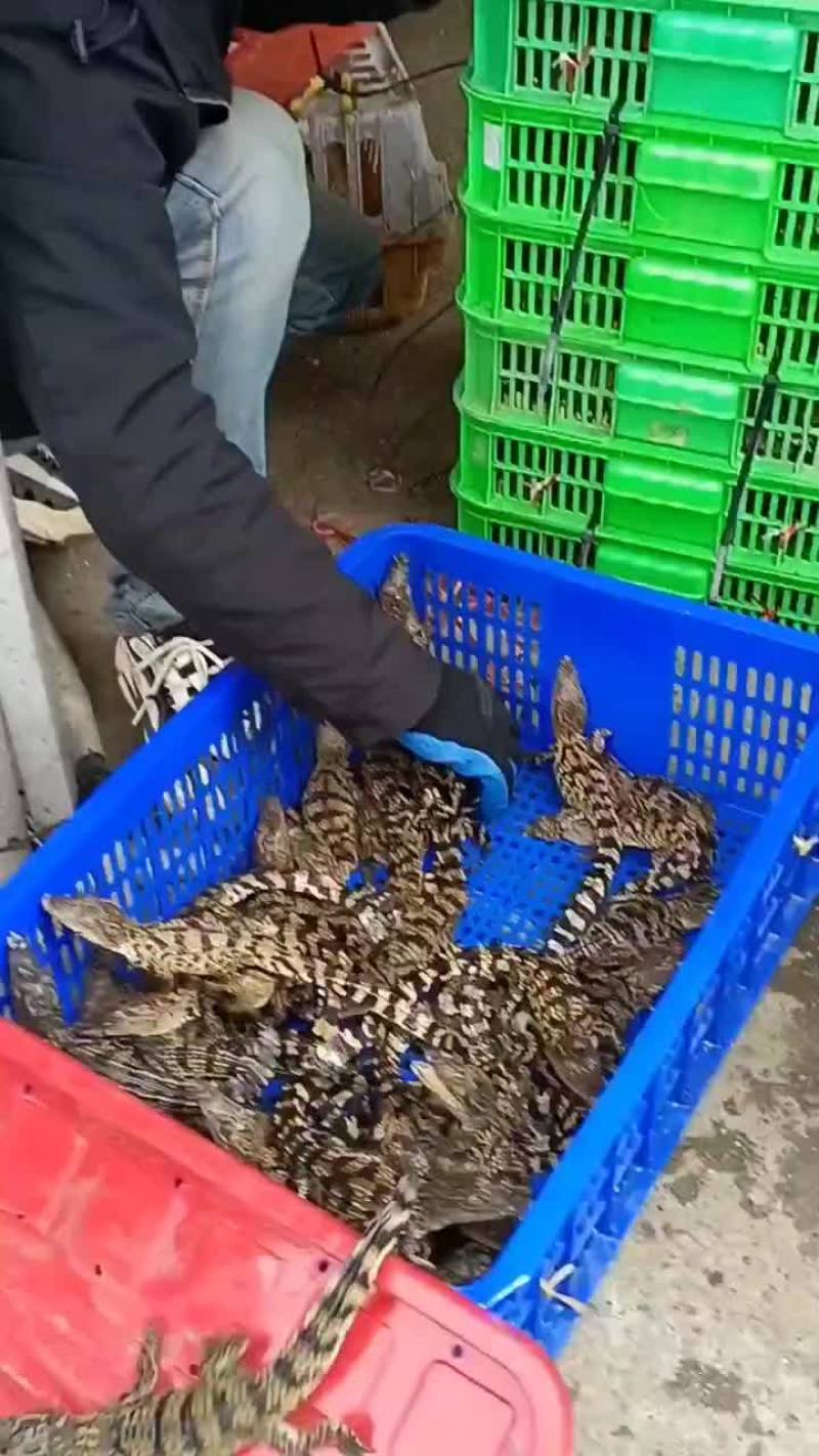 宠物鳄鱼苗全国发货，包邮包活到家，三条起发