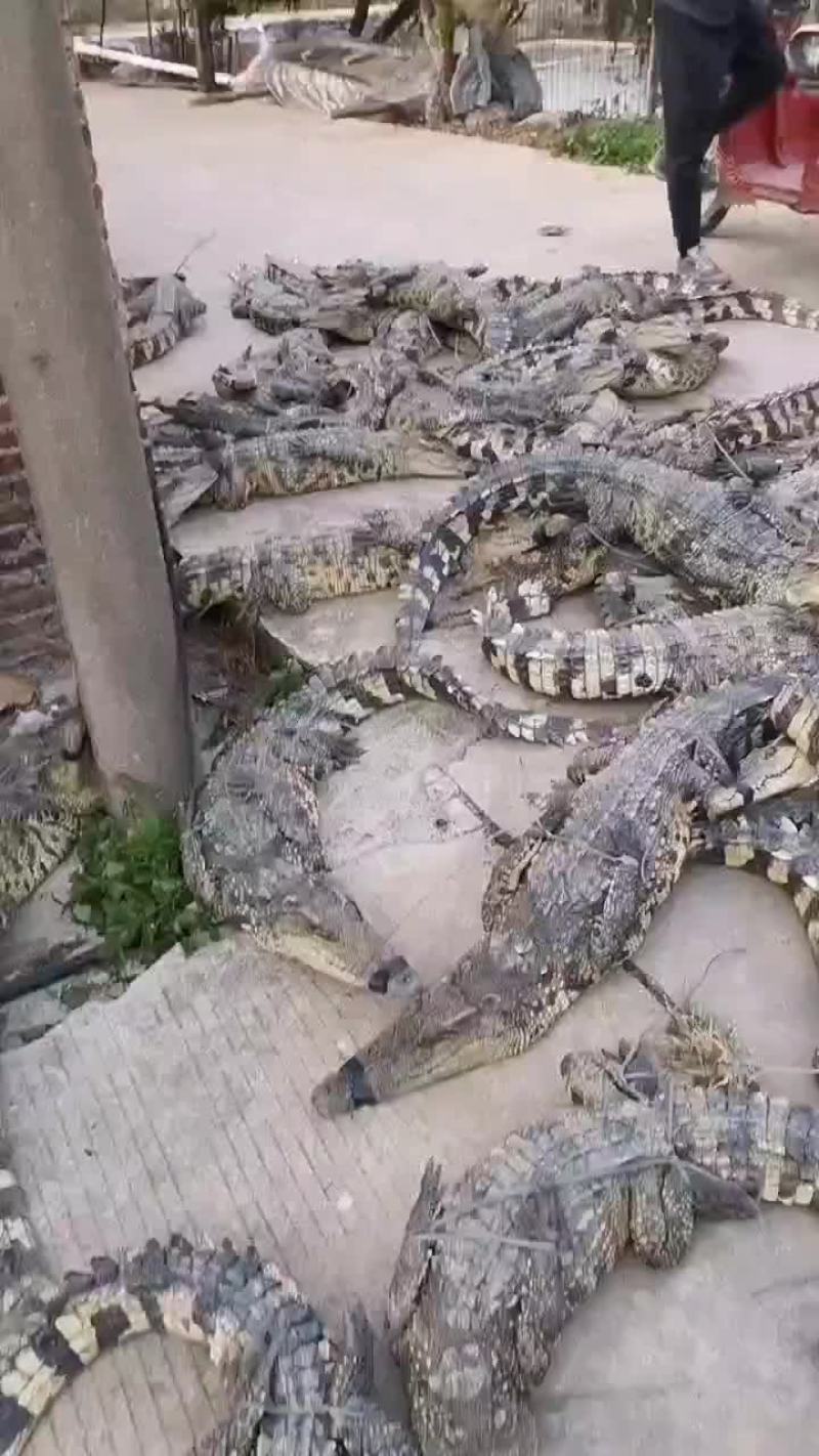 宠物鳄鱼苗全国发货，包邮包活到家，三条起发