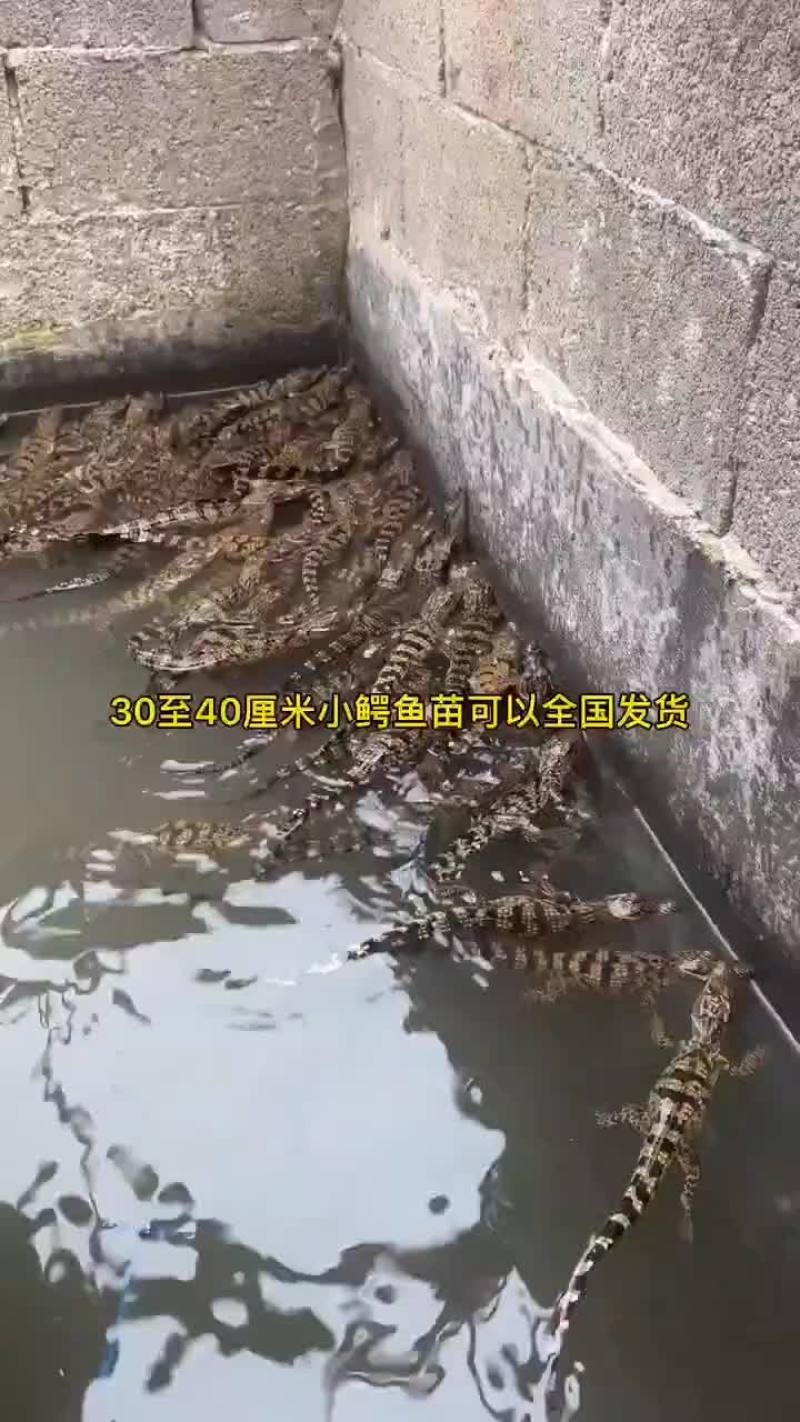 宠物鳄鱼苗全国发货，包邮包活到家，三条起发