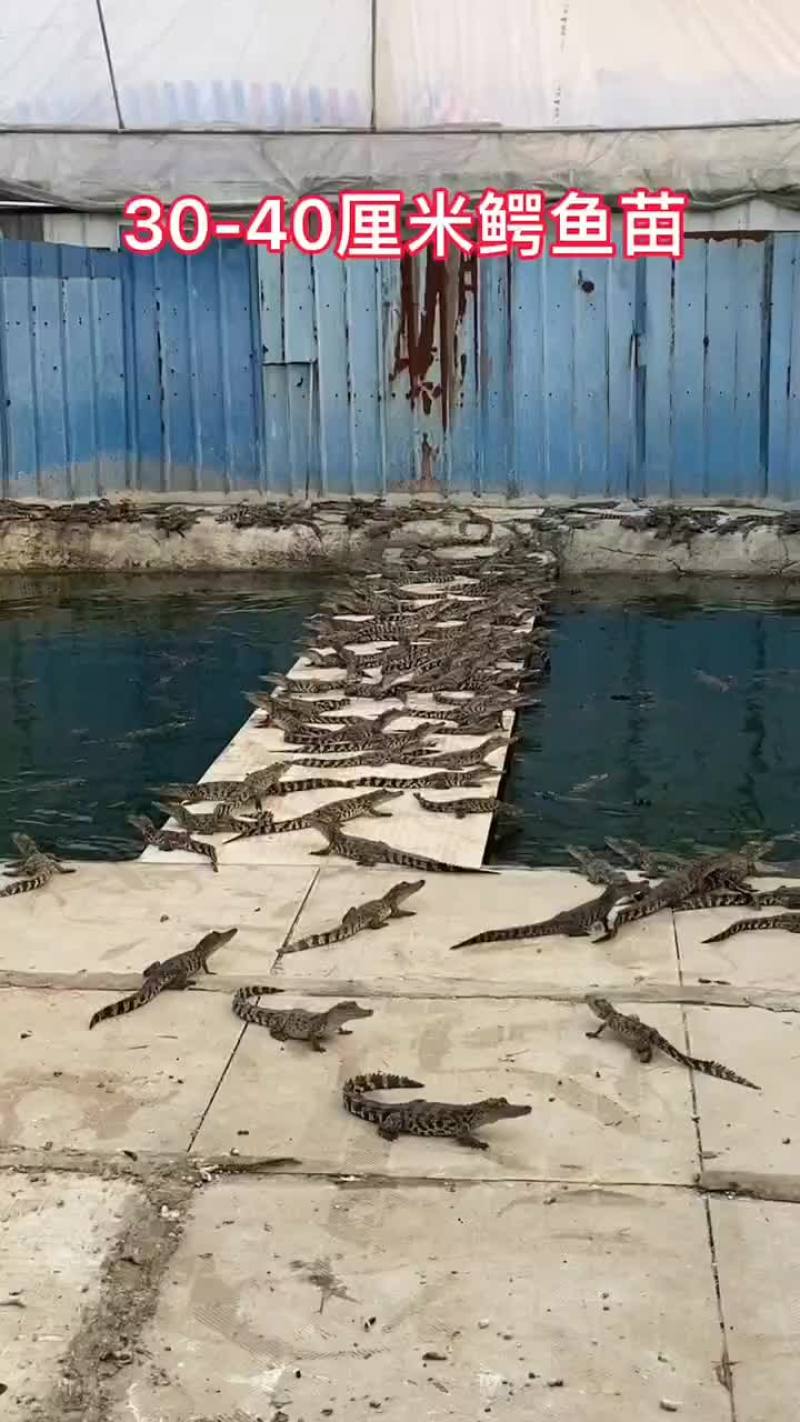 宠物鳄鱼苗全国发货，包邮包活到家，三条起发