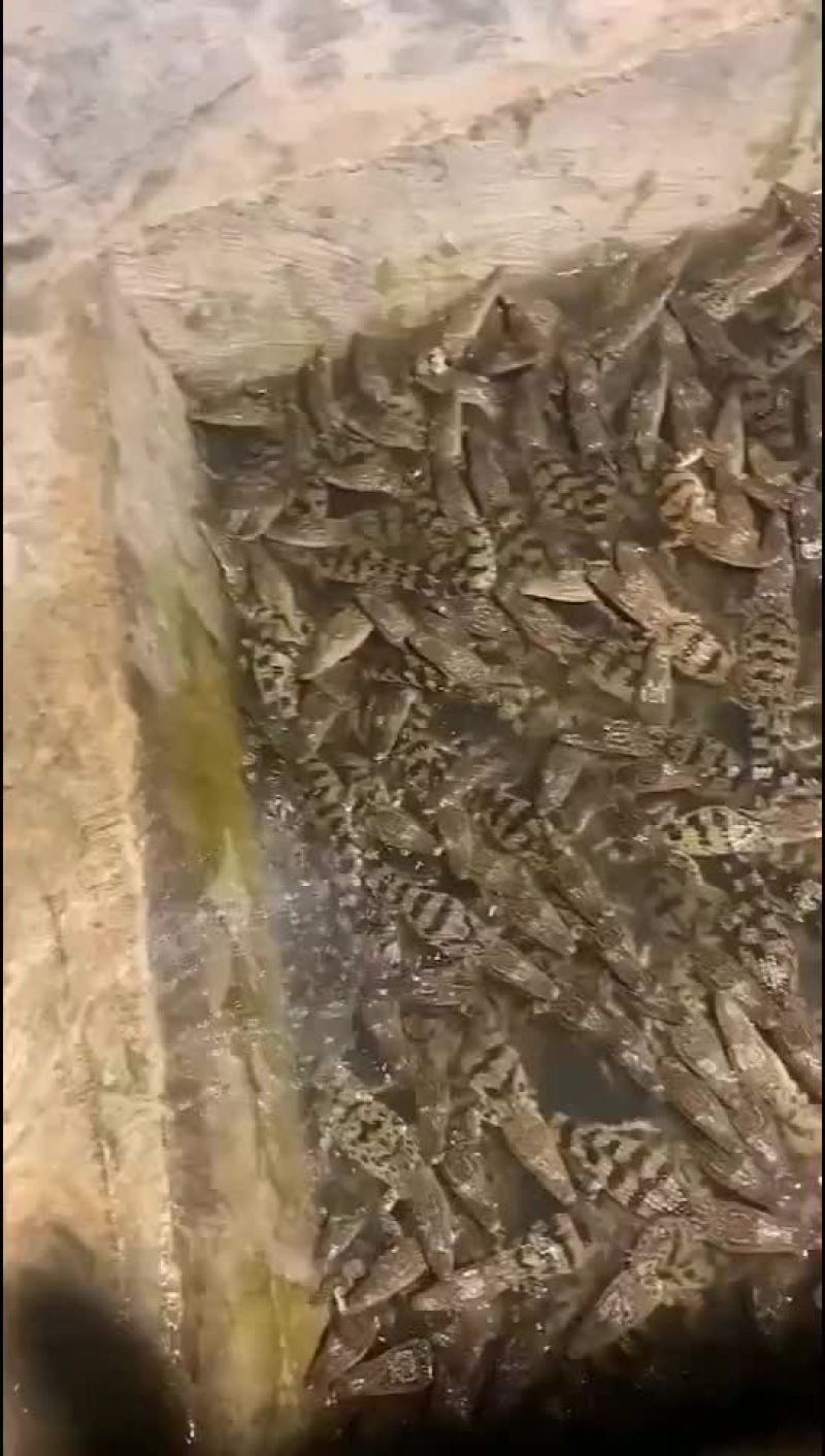 宠物鳄鱼苗全国发货，包邮包活到家，三条起发