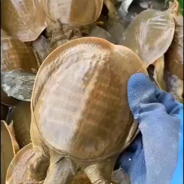 网红麻辣甲鱼批发，卤甲鱼0.6到0.8规格，量大从优