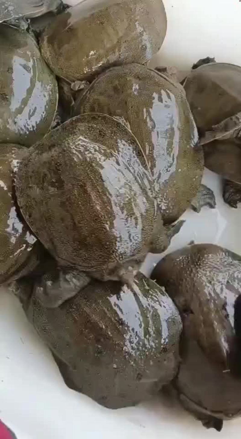 网红麻辣甲鱼批发，卤甲鱼0.6到0.8规格，量大从优
