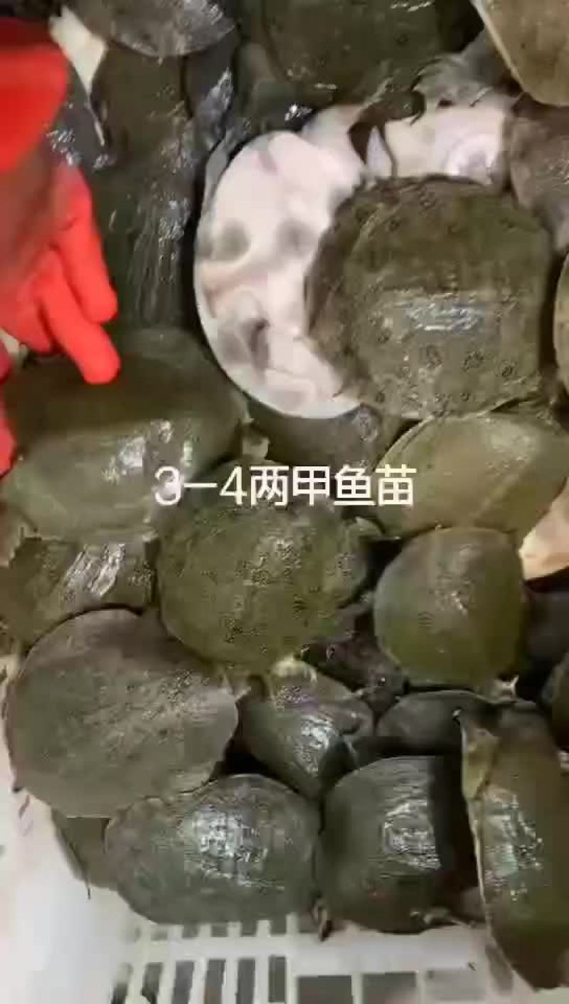 网红麻辣甲鱼批发，卤甲鱼0.6到0.8规格，量大从优