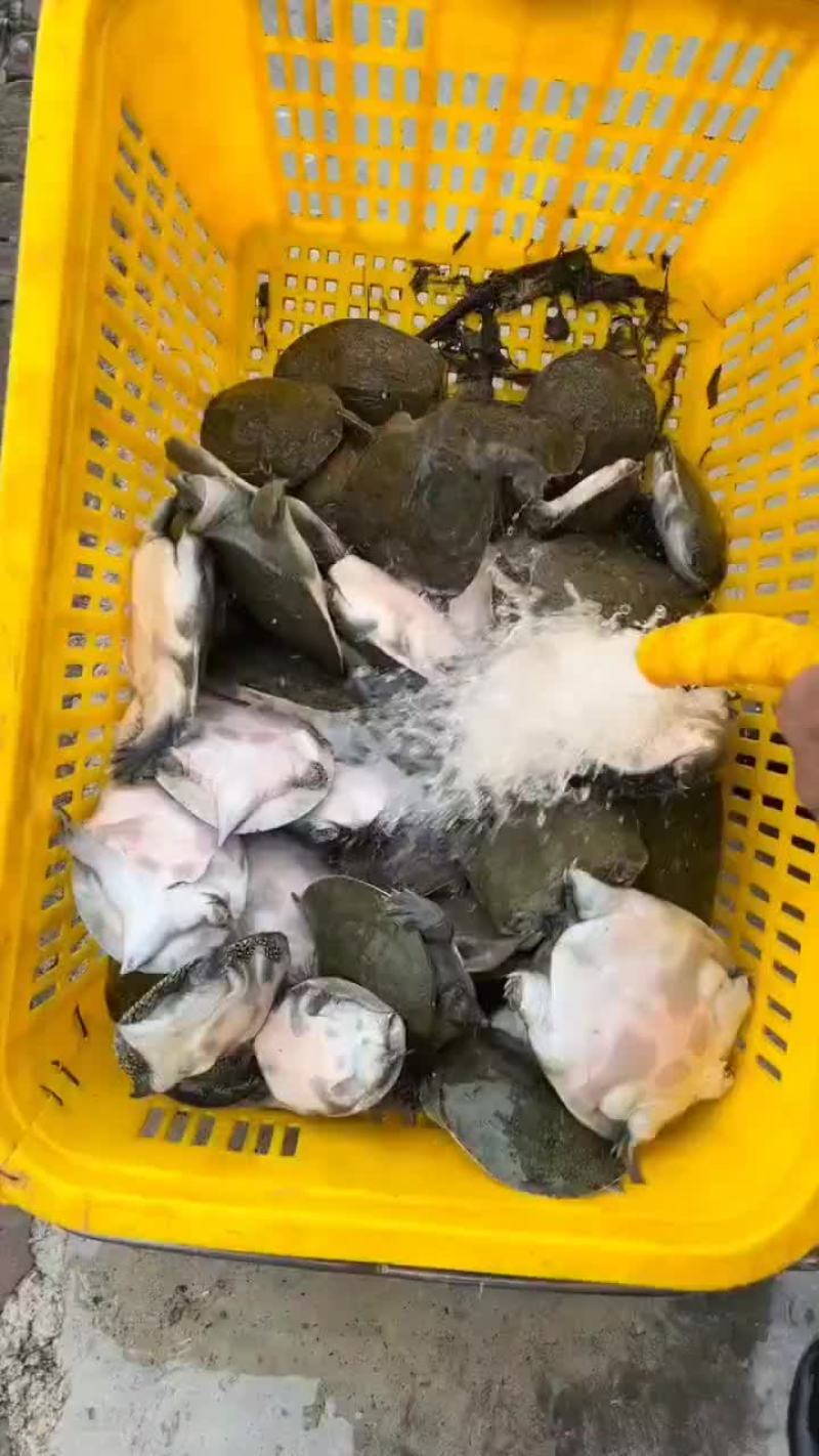 网红麻辣甲鱼批发，卤甲鱼0.6到0.8规格，量大从优