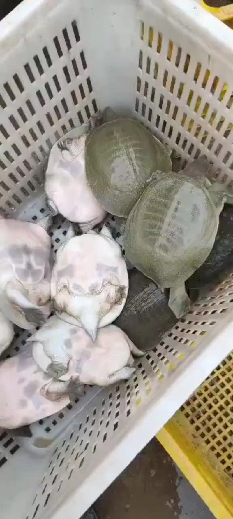网红麻辣甲鱼批发，卤甲鱼0.6到0.8规格，量大从优