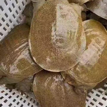 外塘麻辣甲鱼批发卤甲鱼，中华甲鱼，大小规格齐全