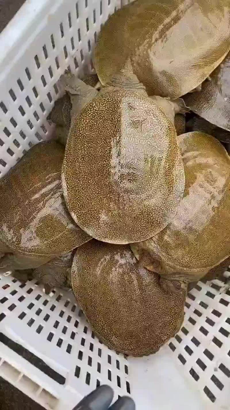 外塘麻辣甲鱼批发卤甲鱼，中华甲鱼，大小规格齐全