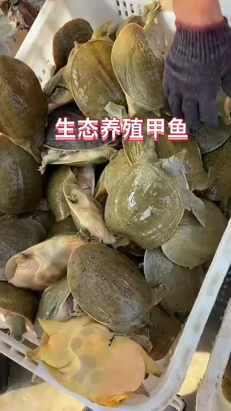 外塘麻辣甲鱼批发卤甲鱼，中华甲鱼，大小规格齐全