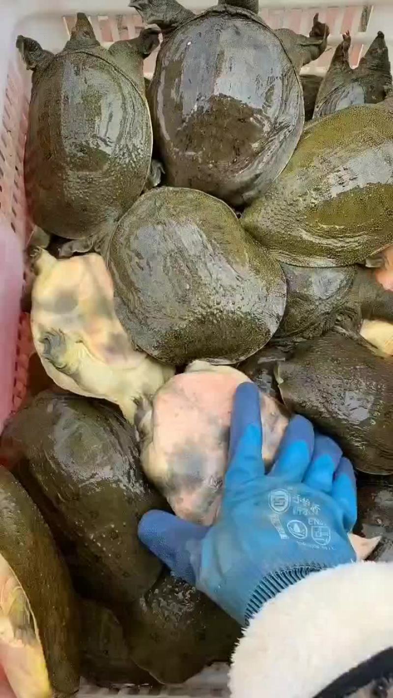 外塘麻辣甲鱼批发卤甲鱼，中华甲鱼，大小规格齐全