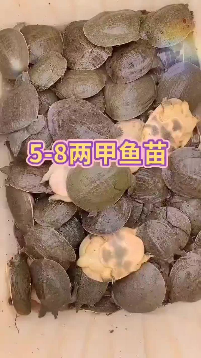 外塘麻辣甲鱼批发卤甲鱼，中华甲鱼，大小规格齐全