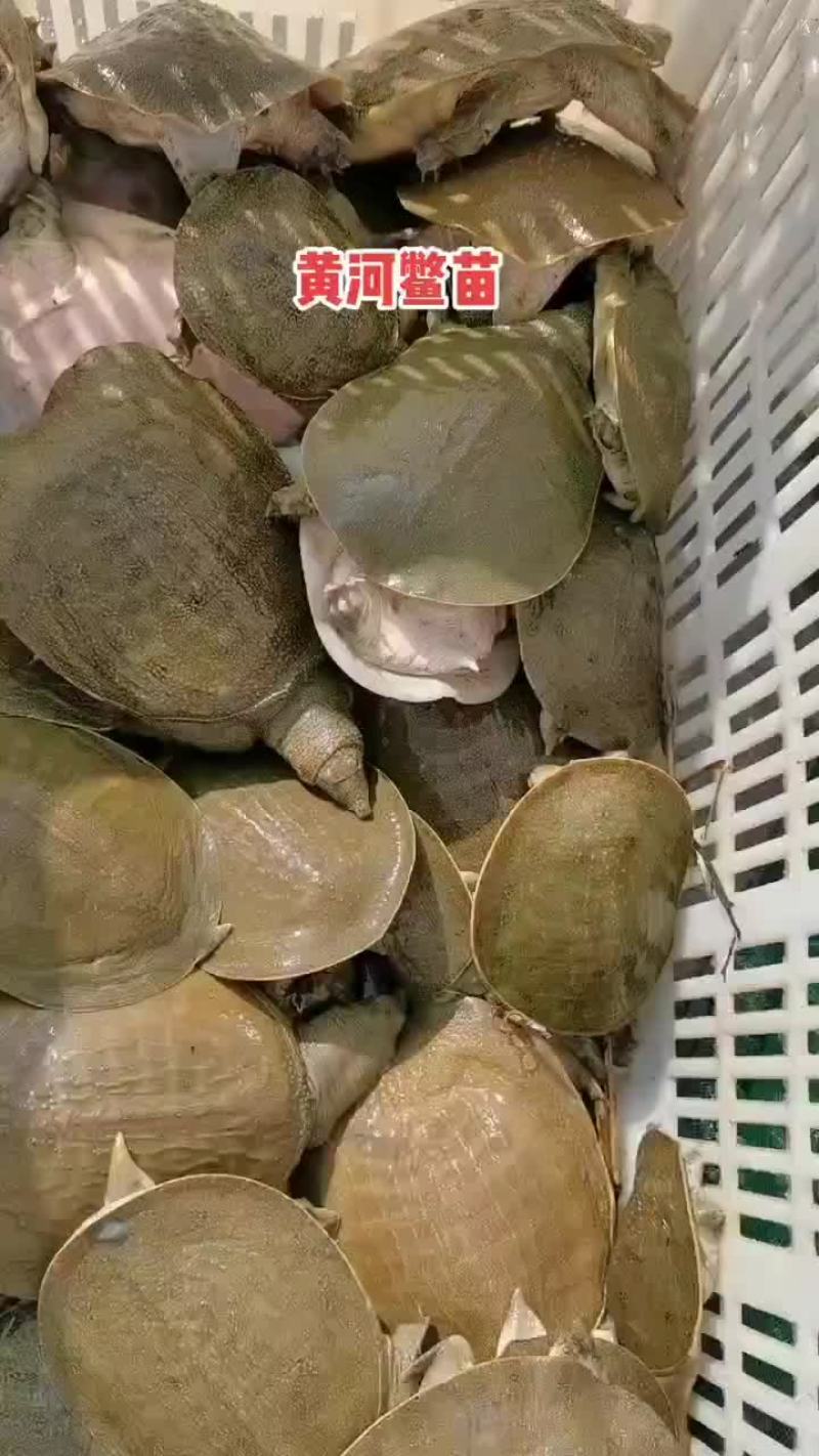 外塘麻辣甲鱼批发卤甲鱼，中华甲鱼，大小规格齐全