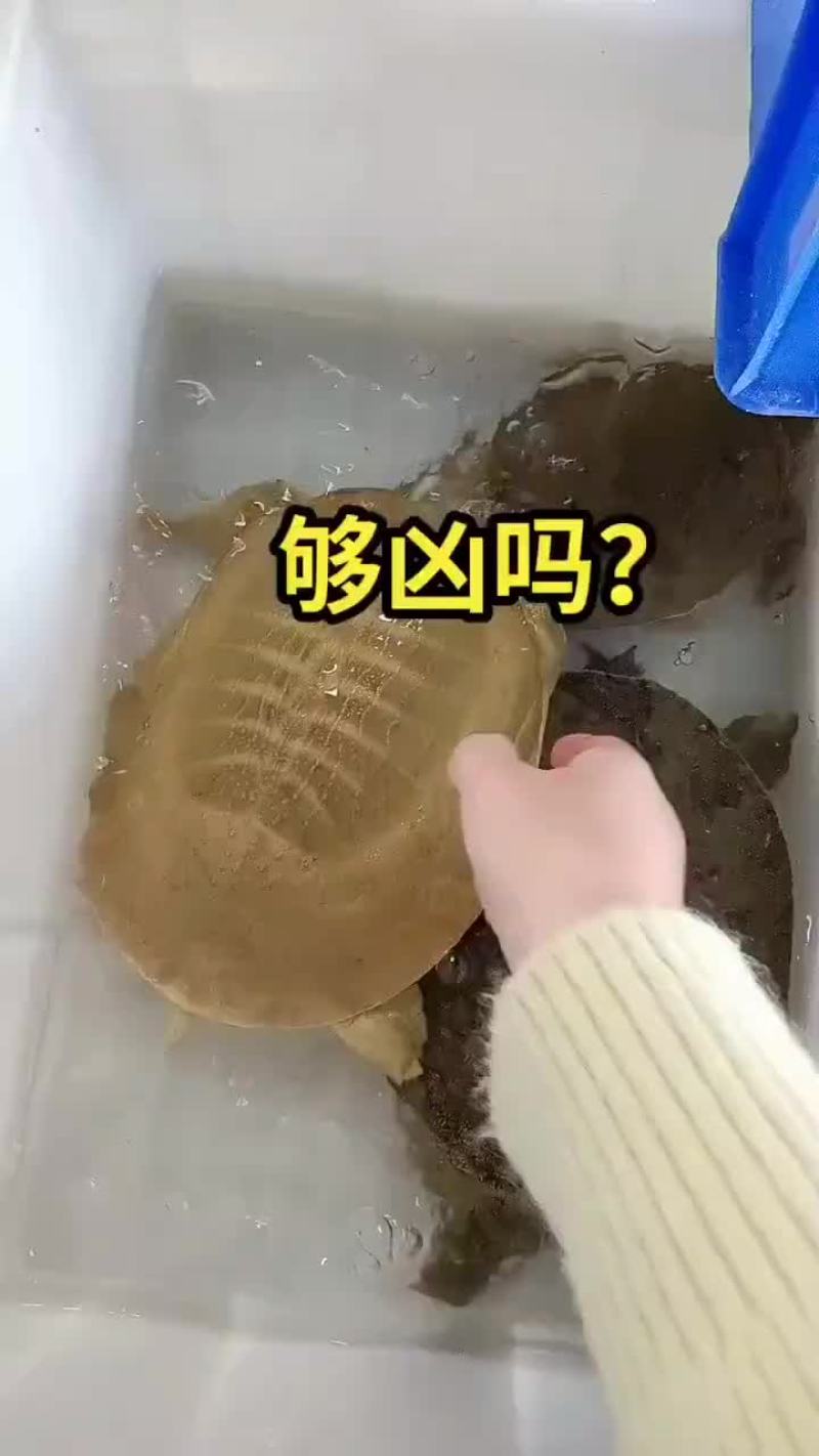 外塘网红麻辣甲鱼半斤到一生态甲鱼黄河鳖量大优惠，基地直发