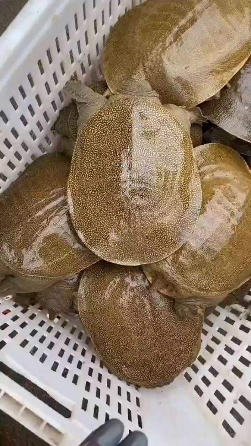 外塘网红麻辣甲鱼半斤到一生态甲鱼黄河鳖量大优惠，基地直发