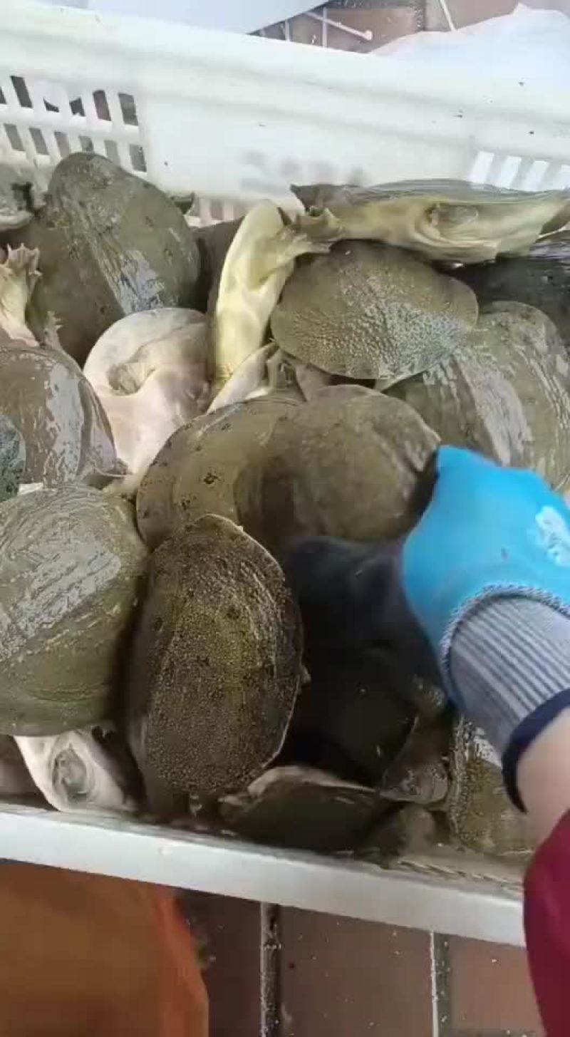 外塘网红麻辣甲鱼半斤到一生态甲鱼黄河鳖量大优惠，基地直发