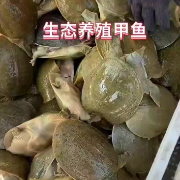 外塘网红麻辣甲鱼半斤到一生态甲鱼黄河鳖量大优惠，基地直发