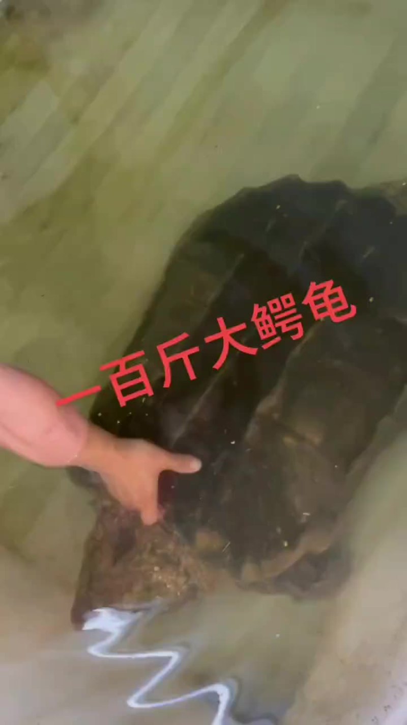 鳄鱼龟外塘老鳄龟，一只起发，量大从优