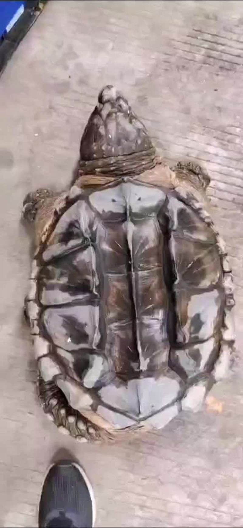 鳄鱼龟外塘老鳄龟，一只起发，量大从优