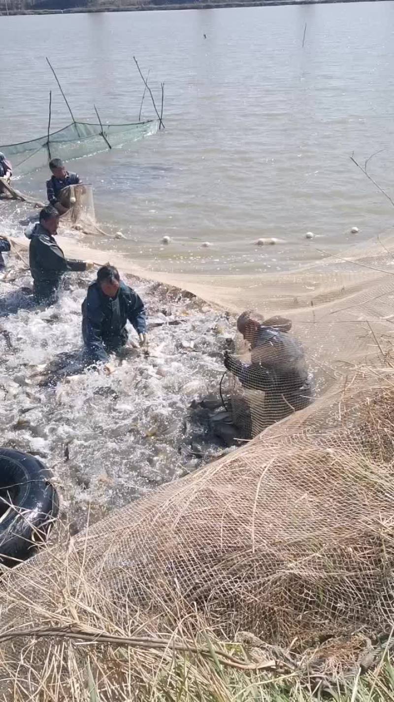 合阳原塘鲤鱼