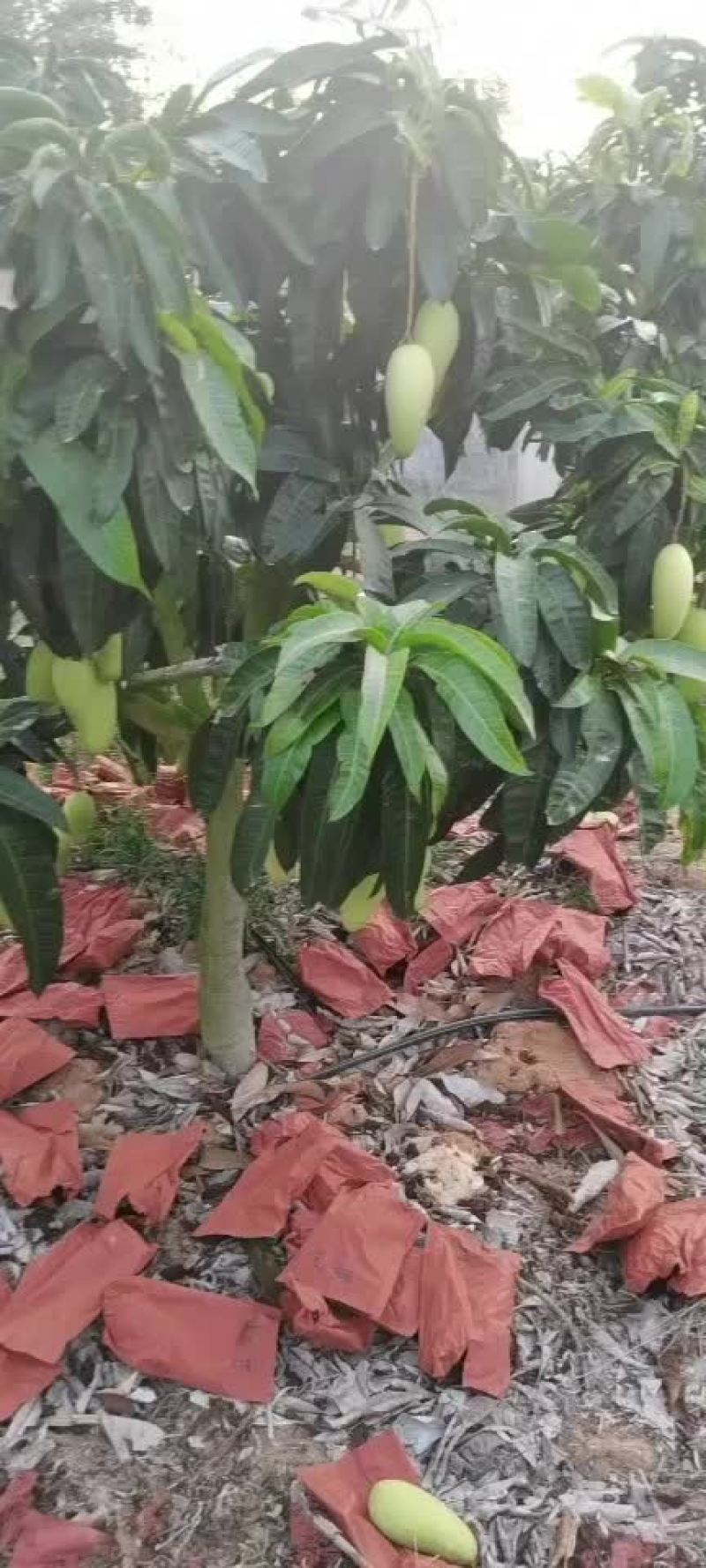 海南大青芒
