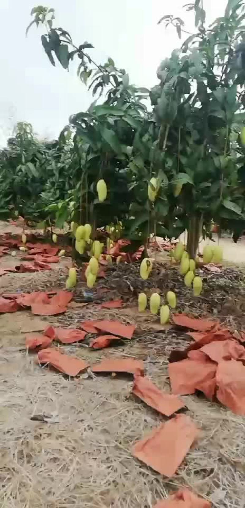 海南大青芒