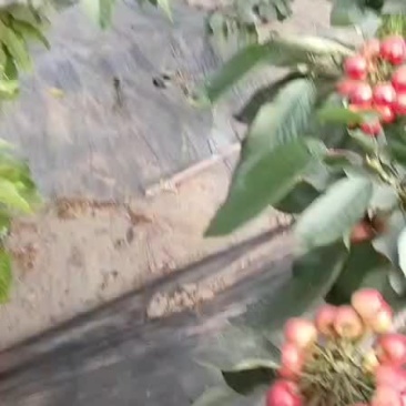 山东樱桃