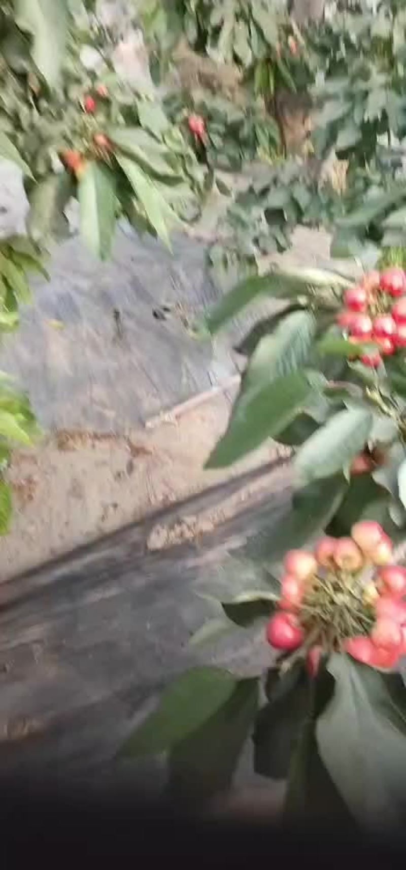 山东樱桃