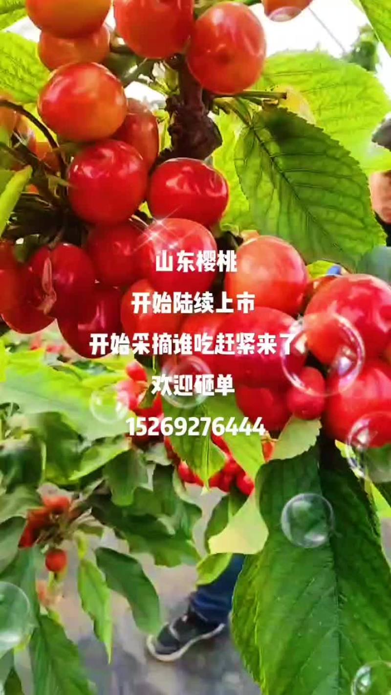 山东樱桃