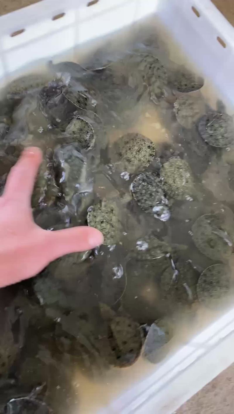 中华甲鱼苗外塘鳖苗团鱼水鱼顺丰包邮