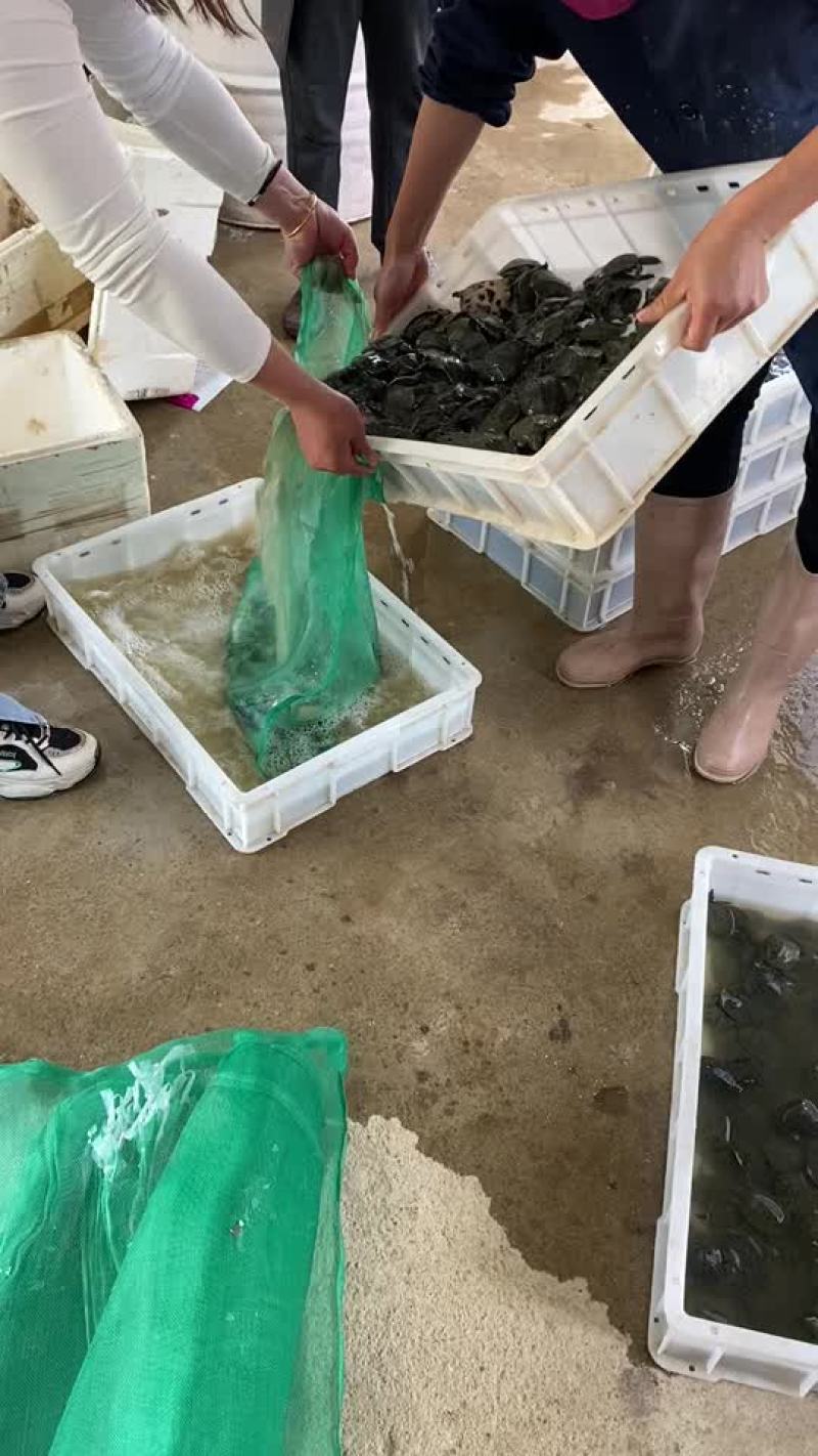 中华甲鱼苗外塘鳖苗团鱼水鱼顺丰包邮