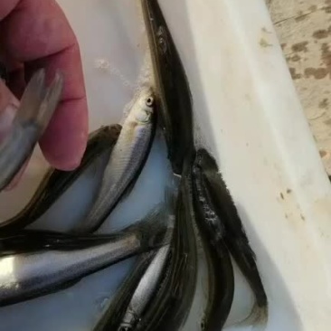 柳根鱼味道鲜美