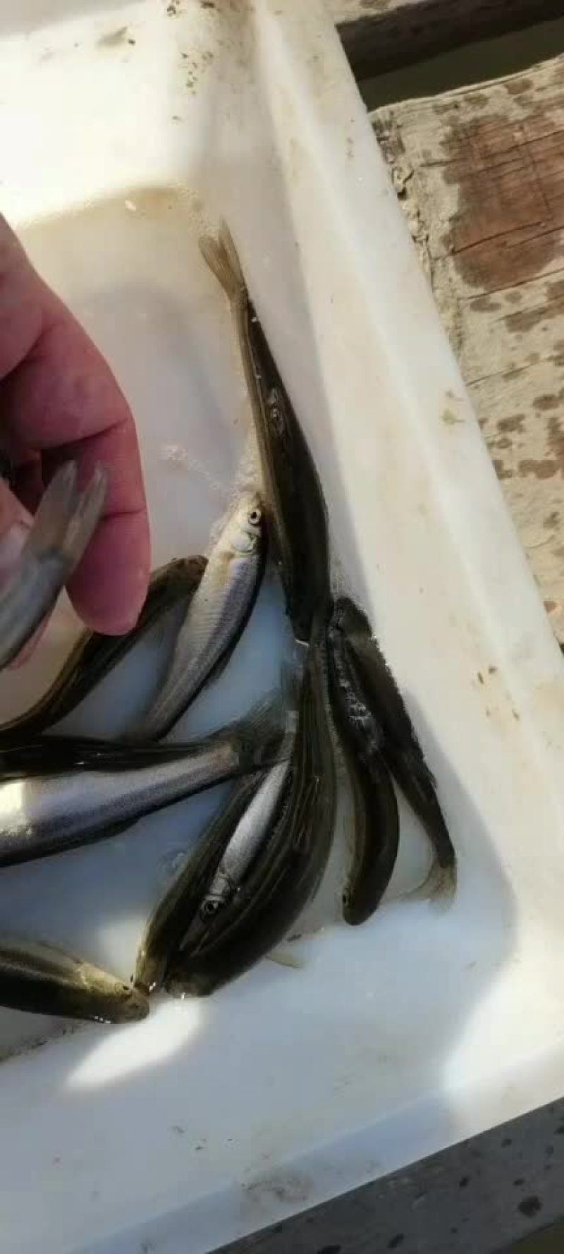 柳根鱼味道鲜美